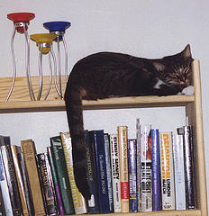 jackson on bookshelf